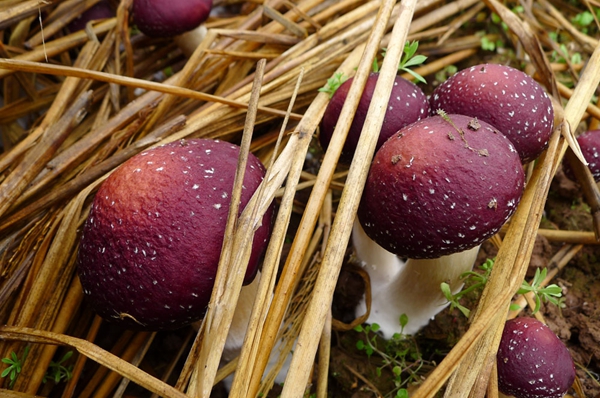 image007.jpg image007.jpg