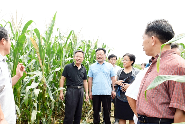 技术专家对展示示范工作情况和参展的玉米新品种进行介绍和讲评.JPG 技术专家对展示示范工作情况和参展的玉米新品种进行介绍和讲评.JPG
