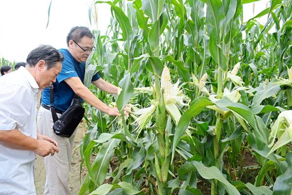 与会人员对每个品种进行观摩和评比.JPG 与会人员对每个品种进行观摩和评比.JPG